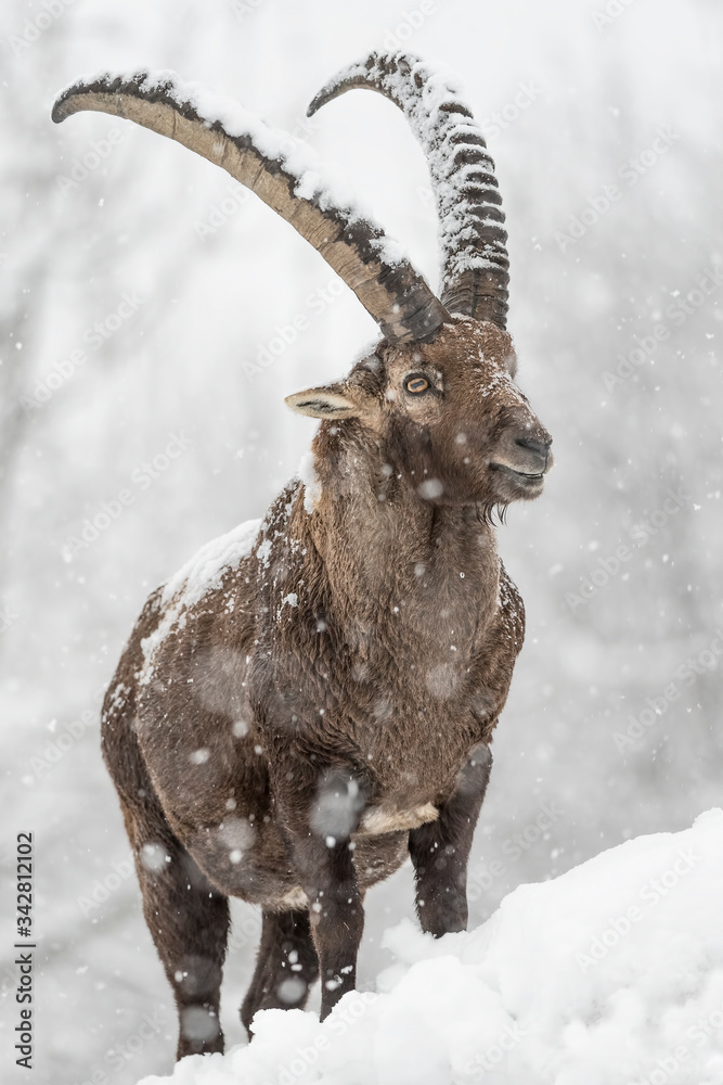 A difficult winter for the Alpine ibex (Capra ibex)