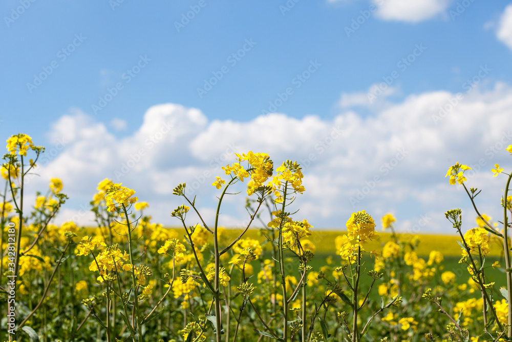 Field of blooming rape, rapeseed yellow flowers, canola . Field of blooming rape, rapeseed yellow flowers, canola .