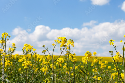 Field of blooming rape, rapeseed yellow flowers, canola .