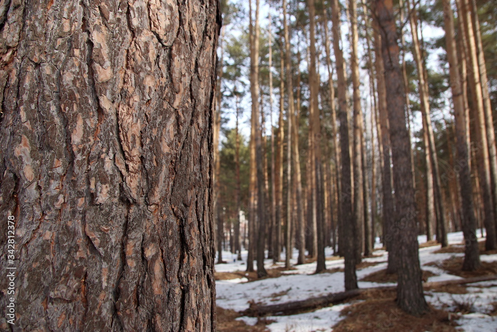 Obraz premium tree in russian forest in spring