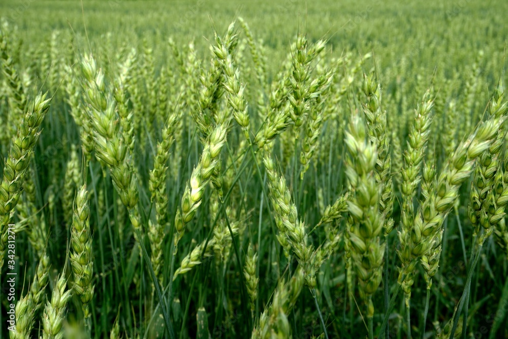 Green Wheat field. Wheat field in july.Beautiful green cereal field background Green Wheat field. Wheat field in july.Beautiful green cereal field background