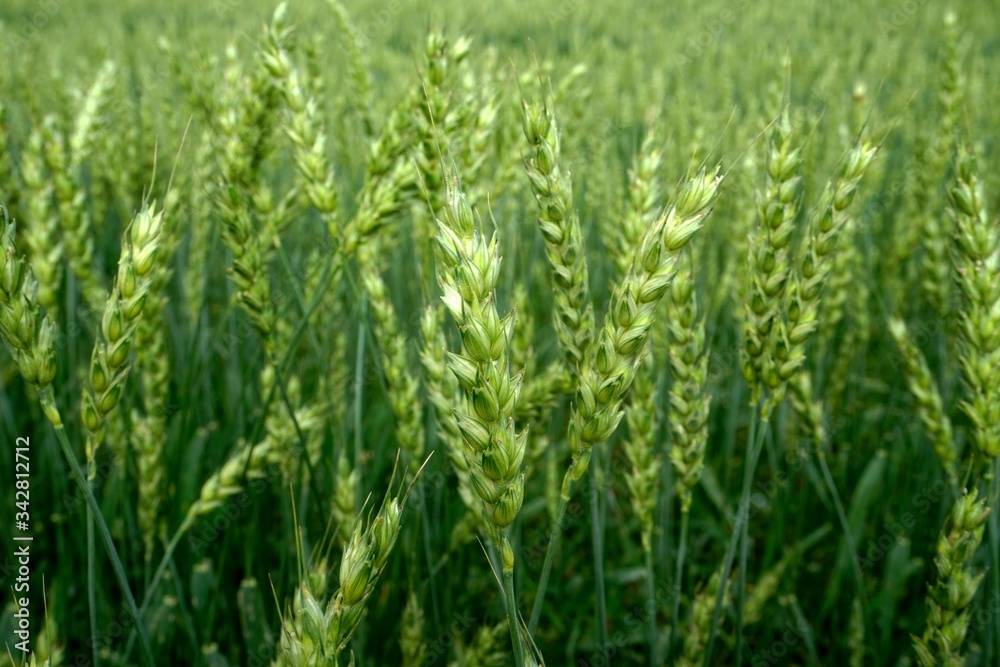Green Wheat field. Wheat field in july.Beautiful green cereal field background Green Wheat field. Wheat field in july.Beautiful green cereal field background