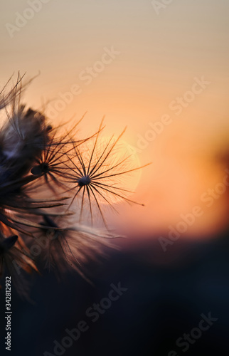 dry fluffy flower with sunset sky