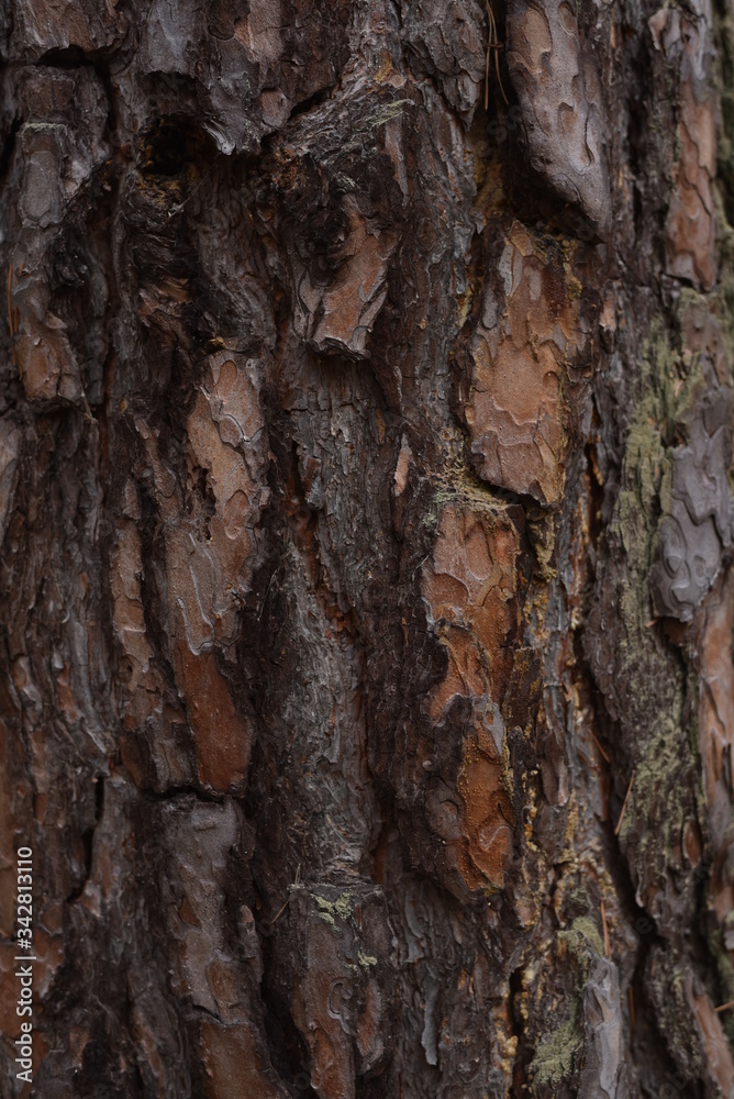 tree bark texture