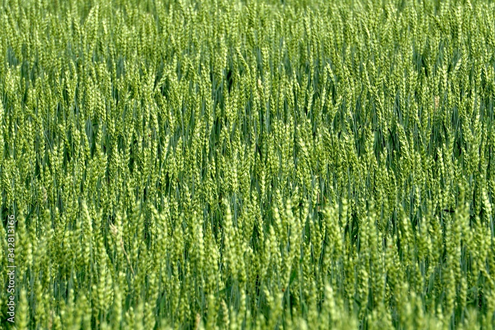 Green Wheat field. Wheat field in july.Beautiful green cereal field background Green Wheat field. Wheat field in july.Beautiful green cereal field background