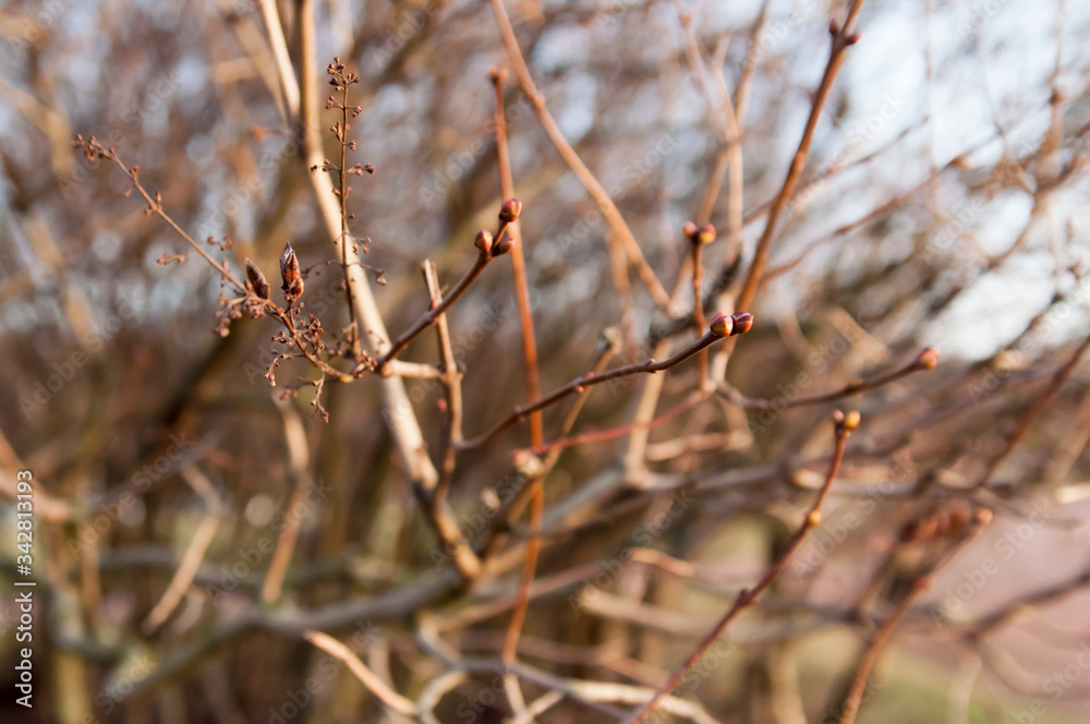 beautiful, beauty, beauty spring, blossom, botanical, branch, bub, budding, buds, buds open, bursting open, closeup, day, development, early spring, elder flower, elderberry buds, flora, flowers bloom