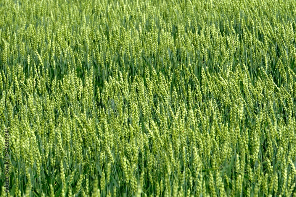 Green Wheat field. Wheat field in july.Beautiful green cereal field background Green Wheat field. Wheat field in july.Beautiful green cereal field background