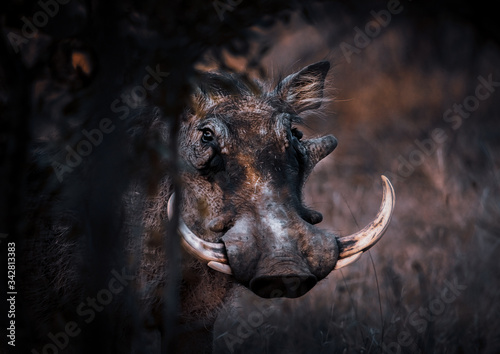 Warthog portrait photo