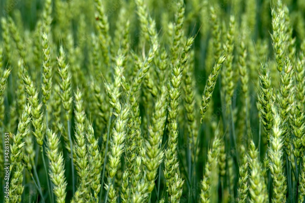 Green Wheat field. Wheat field in july.Beautiful green cereal field background Green Wheat field. Wheat field in july.Beautiful green cereal field background