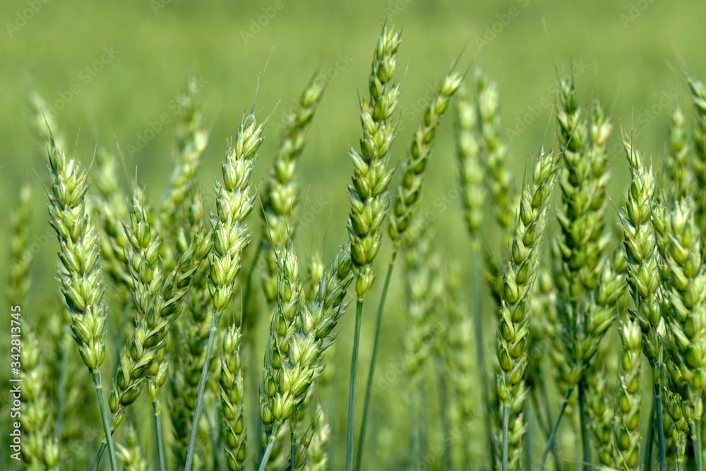 Green Wheat field. Wheat field in july.Beautiful green cereal field background Green Wheat field. Wheat field in july.Beautiful green cereal field background