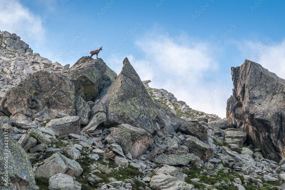 Fototapeta premium Chamois perché sur un rocher dans les Alpes
