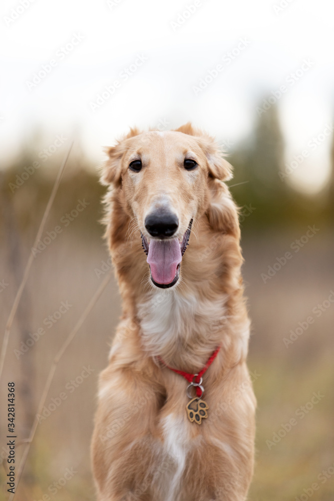 Puppy borzoi walks outdoor at summer day Puppy borzoi walks outdoor at summer day