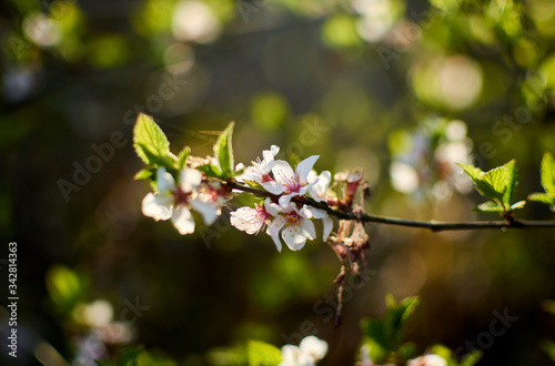 Apricot flowers on a tree branch. © Konstiantyn Zapylaie