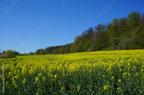 Ein gelb blühendes Rapsfeld im April mit blauem Himmel