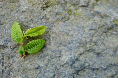 green fresh leaves of a tree on a stone
