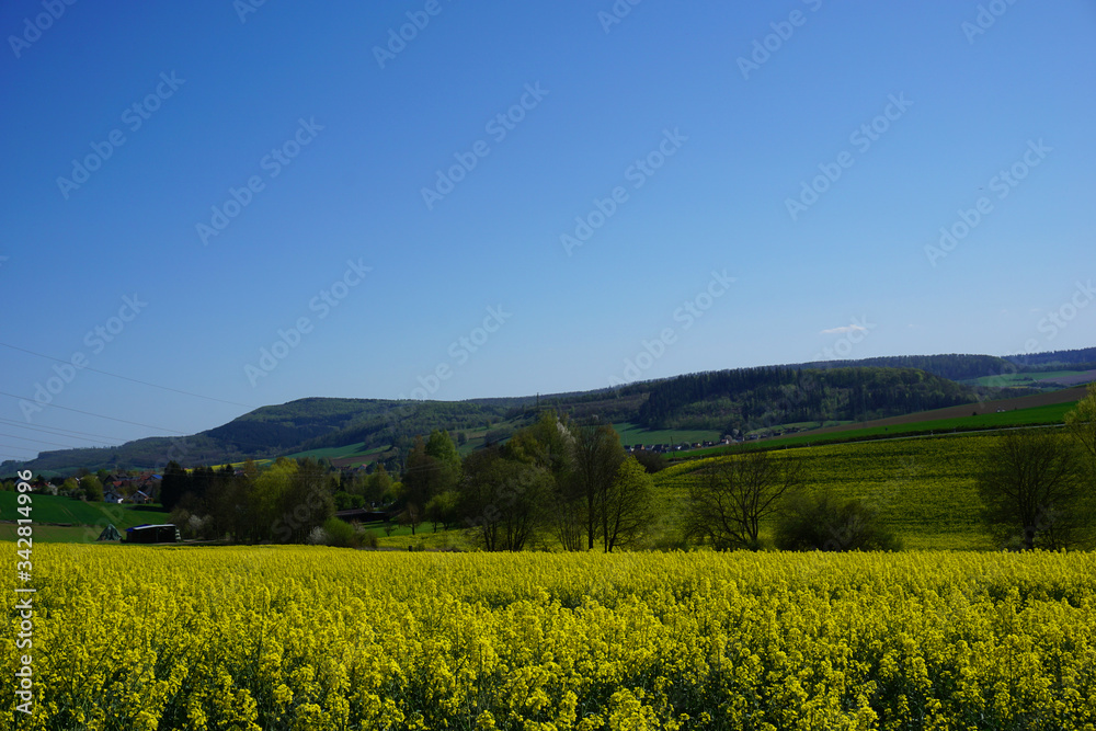 Blick über ein gelb blühendes Rapsfeld auf Delligsen in Niedersachsen