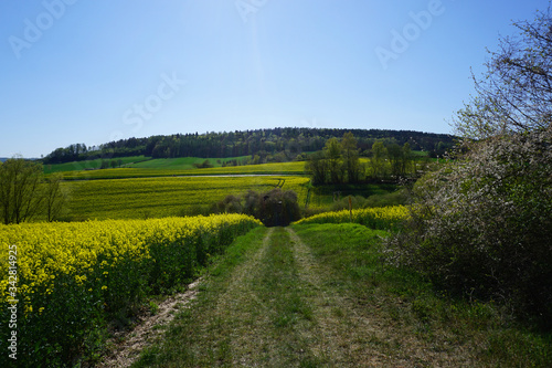 Ein Wanderweg Feldweg umgeben von gelb blühenden Rapsfeldern im Frühjahr