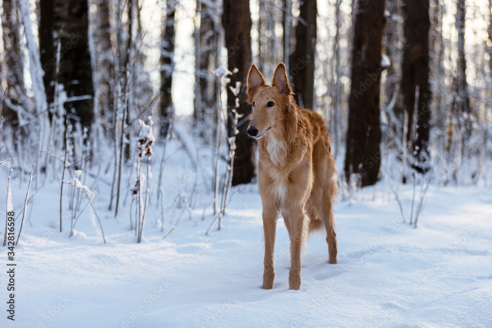 Puppy borzoi walks outdoor at winter day