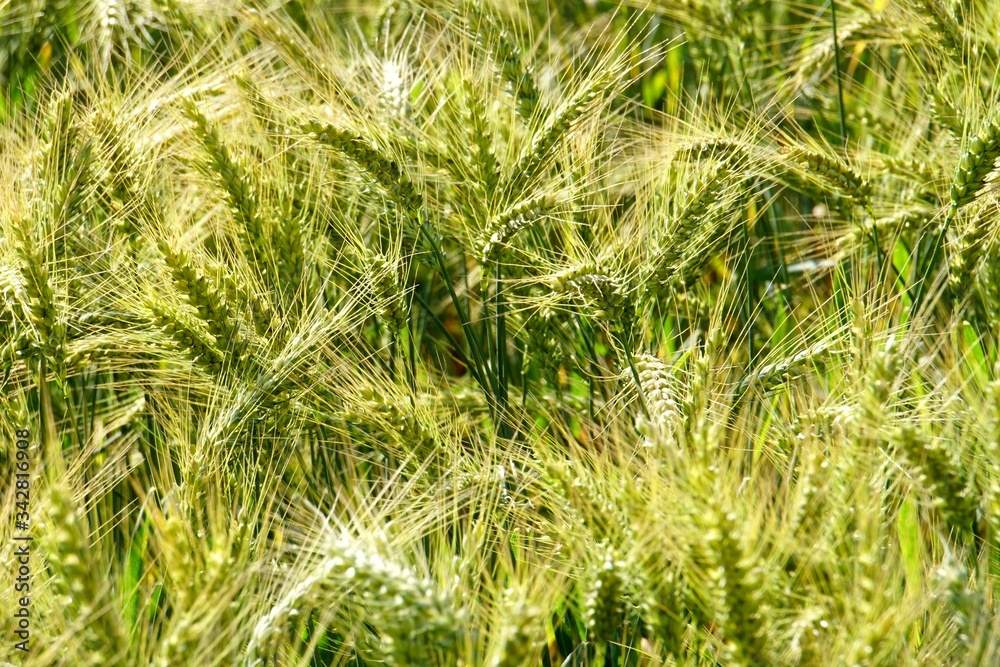 Background of cereal field, close up of cereal field. Tritikale cereal field in summer. Wheat and Rye field in Latvia Background of cereal field, close up of cereal field. Tritikale cereal field in summer. Wheat and Rye field in Latvia