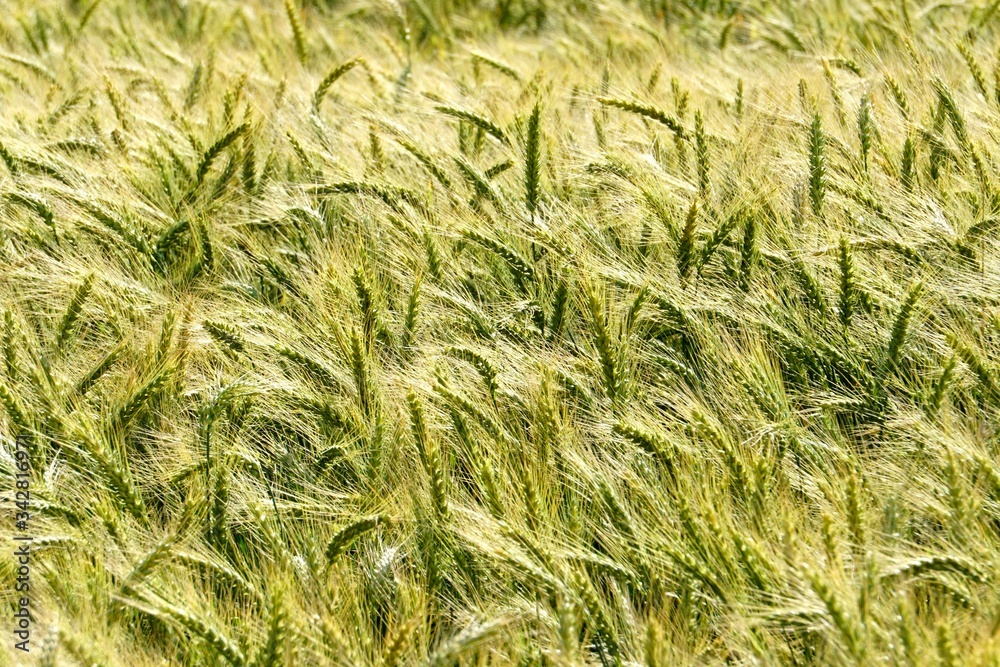 Background of cereal field, close up of cereal field. Tritikale cereal field in summer. Wheat and Rye field in Latvia Background of cereal field, close up of cereal field. Tritikale cereal field in summer. Wheat and Rye field in Latvia
