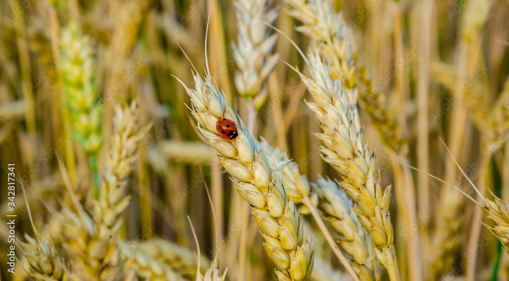 Fototapeta premium Field with grain harvest, Insects