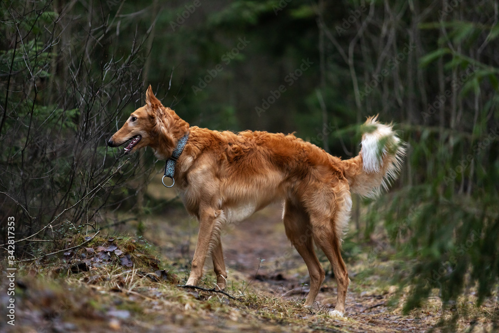 Puppy borzoi walks outdoor at autumn day Puppy borzoi walks outdoor at autumn day
