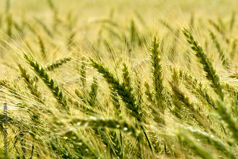 Background of cereal field, close up of cereal field. Tritikale cereal field in summer. Wheat and Rye field in Latvia Background of cereal field, close up of cereal field. Tritikale cereal field in summer. Wheat and Rye field in Latvia