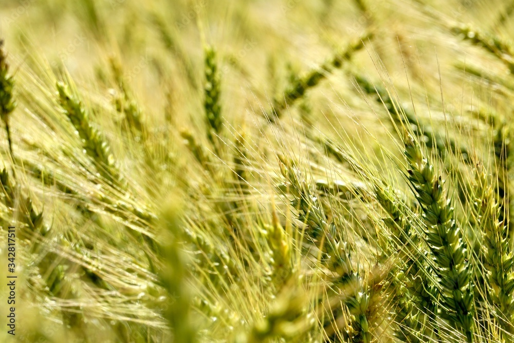 Background of cereal field, close up of cereal field. Tritikale cereal field in summer. Wheat and Rye field in Latvia Background of cereal field, close up of cereal field. Tritikale cereal field in summer. Wheat and Rye field in Latvia