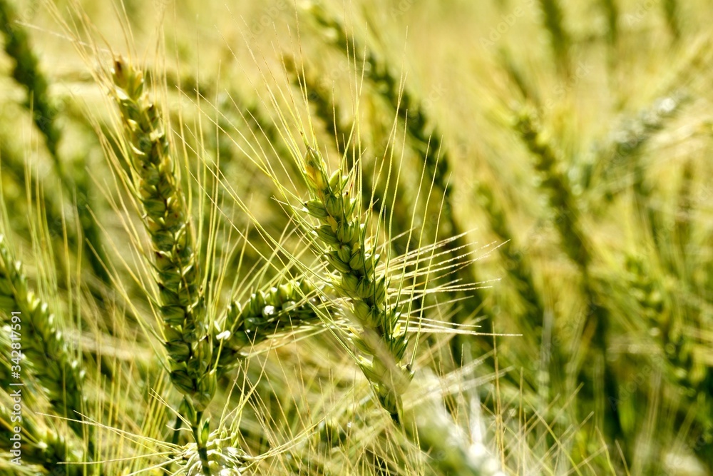 Background of cereal field, close up of cereal field. Tritikale cereal field in summer. Wheat and Rye field in Latvia Background of cereal field, close up of cereal field. Tritikale cereal field in summer. Wheat and Rye field in Latvia