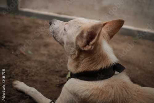 Cute rural Indian dog looking at the side