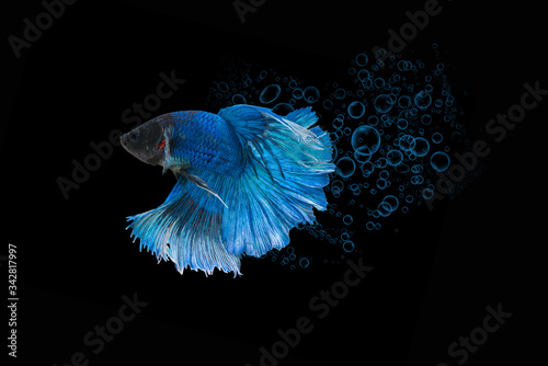 blue Betta fish and bubbles on black background © praderm