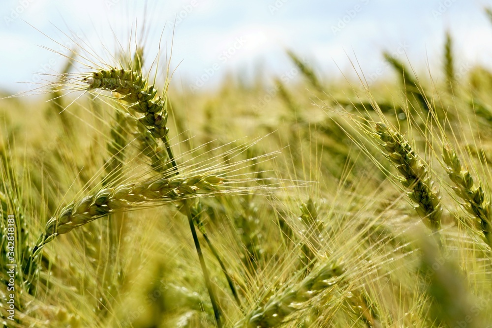 Background of cereal field, close up of cereal field. Tritikale cereal field in summer. Wheat and Rye field in Latvia Background of cereal field, close up of cereal field. Tritikale cereal field in summer. Wheat and Rye field in Latvia