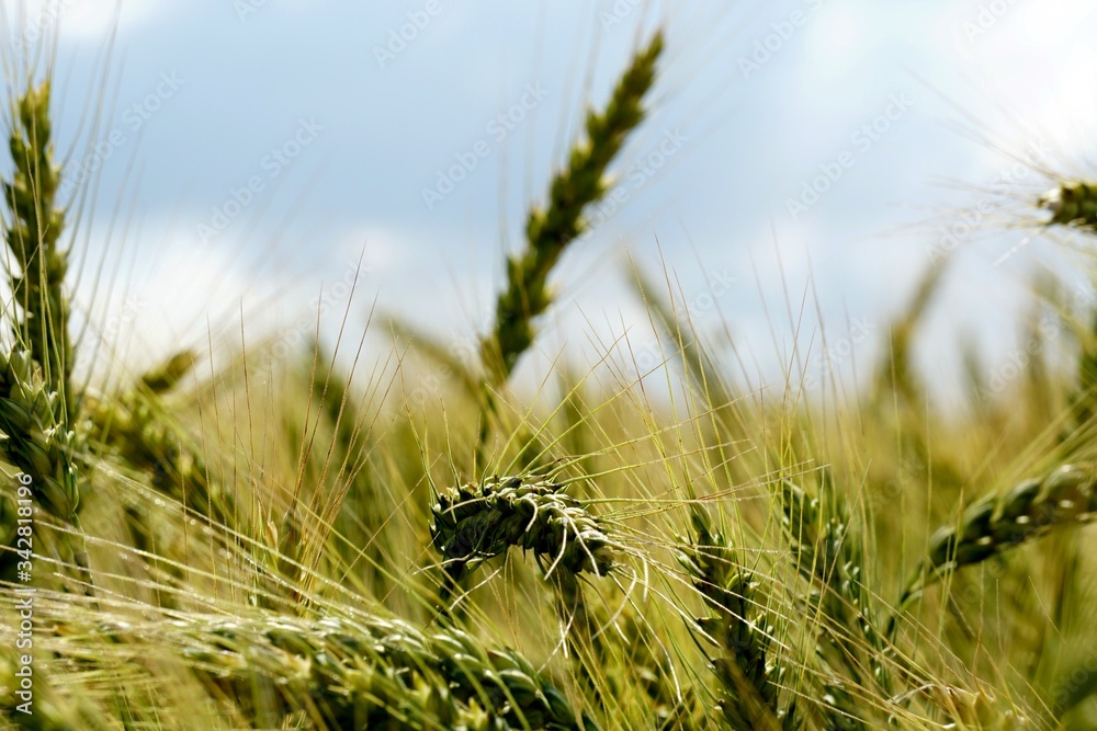 Background of cereal field, close up of cereal field. Tritikale cereal field in summer. Wheat and Rye field in Latvia Background of cereal field, close up of cereal field. Tritikale cereal field in summer. Wheat and Rye field in Latvia