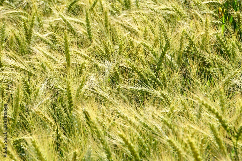 Background of cereal field, close up of cereal field. Tritikale cereal field in summer. Wheat and Rye field in Latvia Background of cereal field, close up of cereal field. Tritikale cereal field in summer. Wheat and Rye field in Latvia