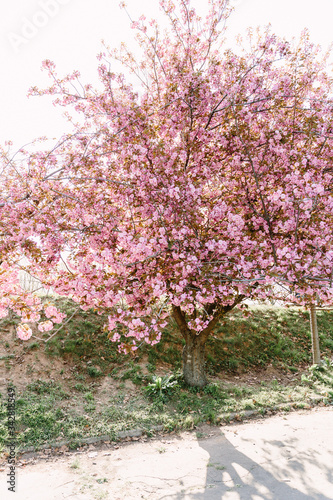 Cherry blossoming trees in sunny park. Sakura Cherry blossom flowers alley. Wonderful scenic park with flowerind cherry sakura trees. Beautiful sakura flowers closeup.