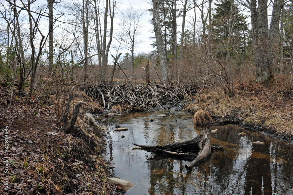 beaver dam
