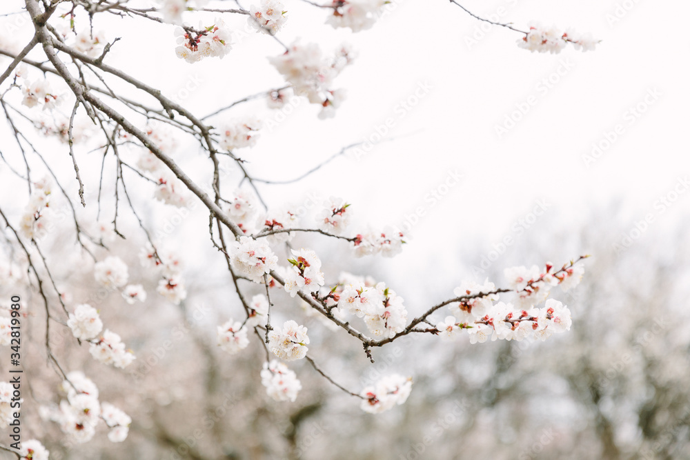 Apricot tree branch with flowers, beautiful seasonal floral nature background. Early spring blossom. Freshness and tenderness concept. April day beauty. Apricot tree branch with flowers, beautiful seasonal floral nature background. Early spring blossom. Freshness and tenderness concept. April day beauty.
