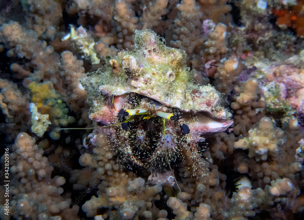 A Hermit Crab (Dardanus sp.)