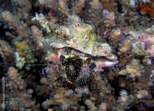 A Hermit Crab  Dardanus sp. 
