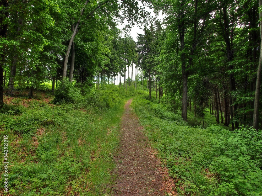 Obraz premium path in the forest