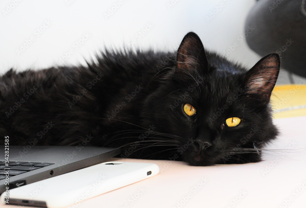 Black cat lies by the phone and laptop notebook on sofa staring at camera. Black calm cat with yellow eyes. Main Coone black cat at home comfort. Black cat celebrate Halloween.