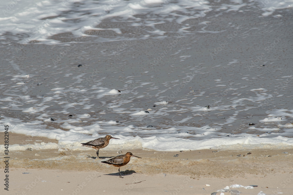 Fototapeta premium couple of red sandpipers on the beach