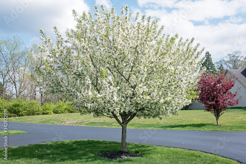 White Crabapple Tree in Full Bloom in Springtime photo