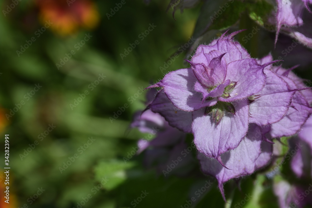 Fototapeta premium Purple flowers in the garden