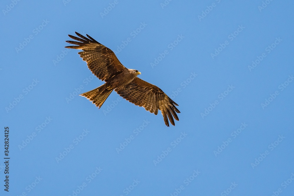 Black kite Milvus migrans flying Black kite Milvus migrans flying
