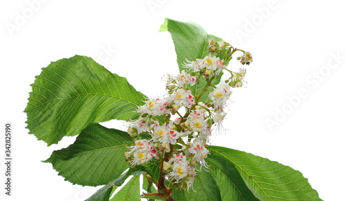 Horse-chestnut (Conker tree) flowers and leaves isolated on white background, clipping path