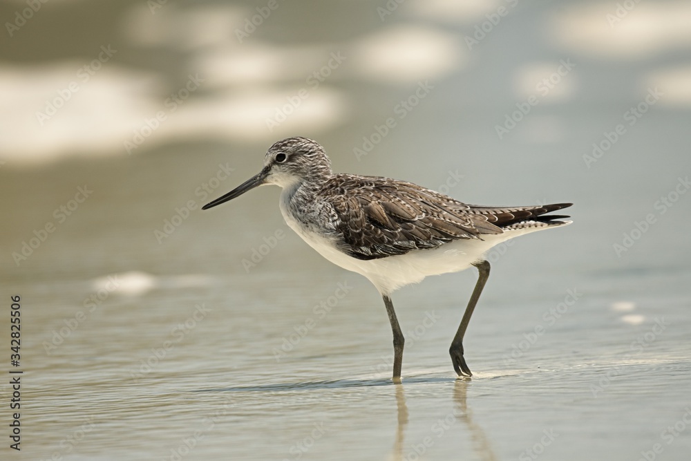 Common Greenshank in the water Common Greenshank in the water
