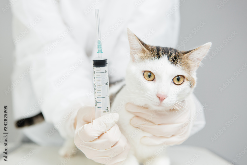 Cat examined by a veterinarian Cat examined by a veterinarian