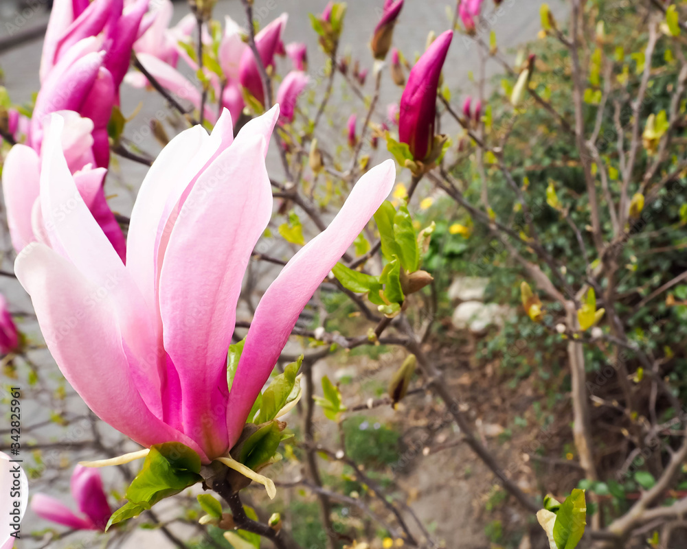 Fototapeta premium Pink magnolia tree with flowers in a park sunny day in Europe