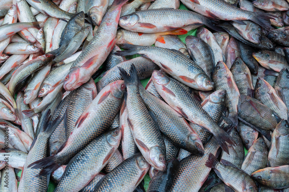 Various fishes displayed for sale at Territy Bazar, Kolkata, West Bengal, India.. Various fishes displayed for sale at Territy Bazar, Kolkata, West Bengal, India..